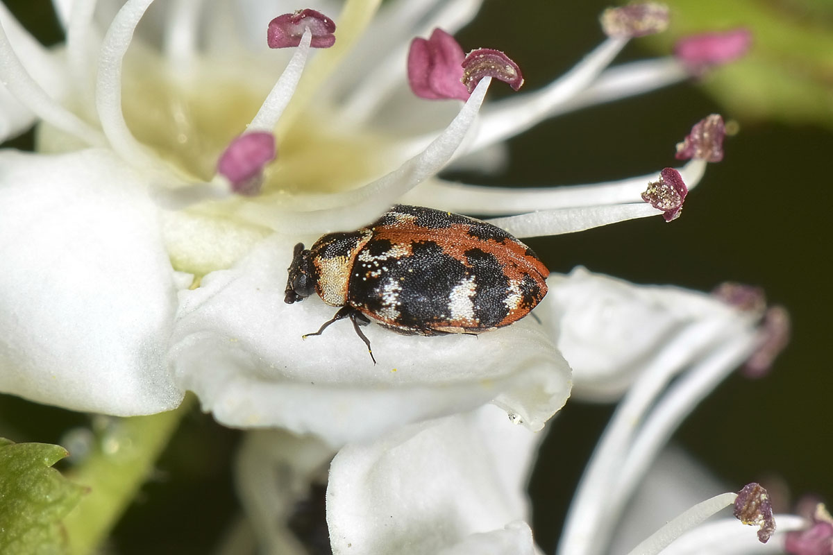Anthrenus scrophulariae, Dermestidae